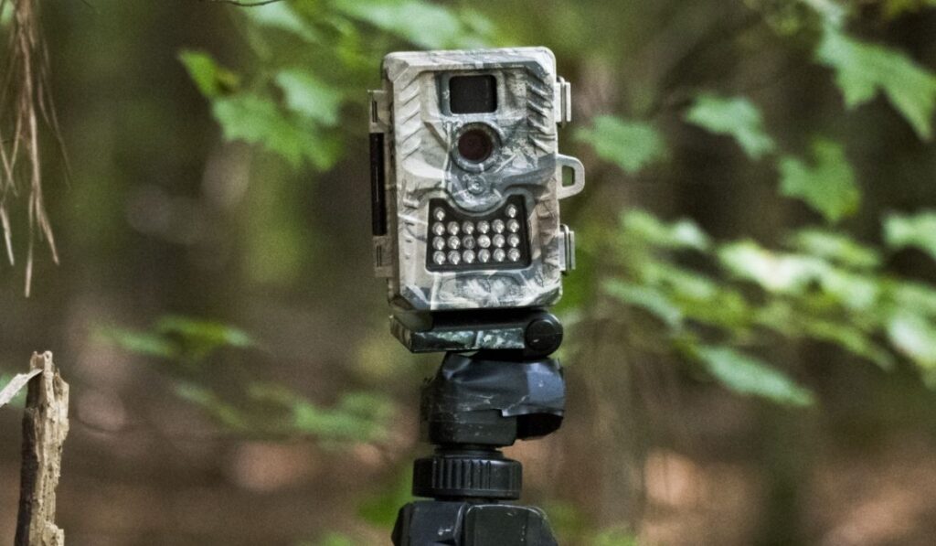 Камера-ловушка с камуфляжной охотой, установленная в лесу