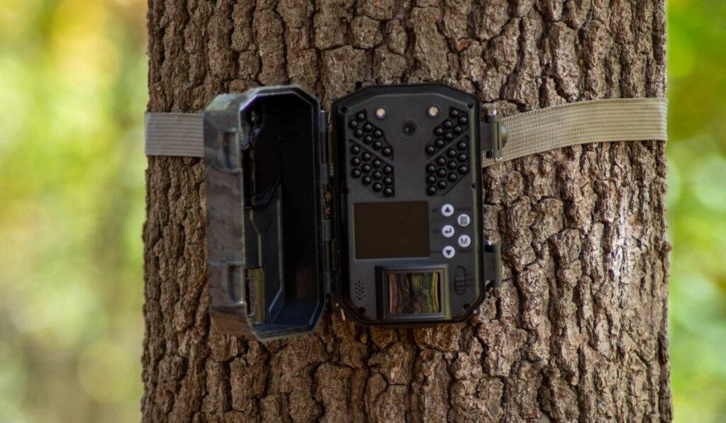 Фотокамера привязана к дереву в лесу