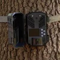 Trail camera strapped to tree in the woods