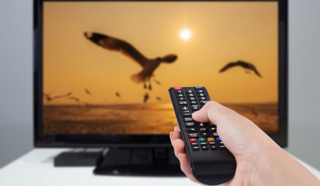 Рука держит пульт дистанционного управления телевизором с телевизором и птичьим экраном