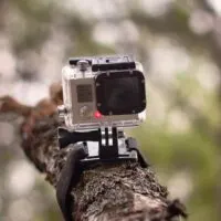 Video camera tied to the wooden log