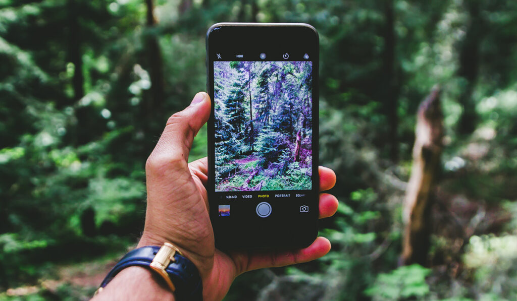 айфон фотографирует в лесу